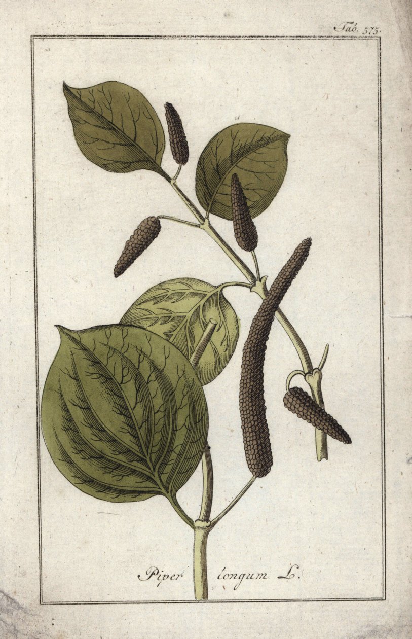 Lång pepparskål (Piper longum). Litografi från "Afbeelding der Artseny-Gewassen" av Johannes Zorn (1739-1799), Nederländerna av Unbekannter Künstler