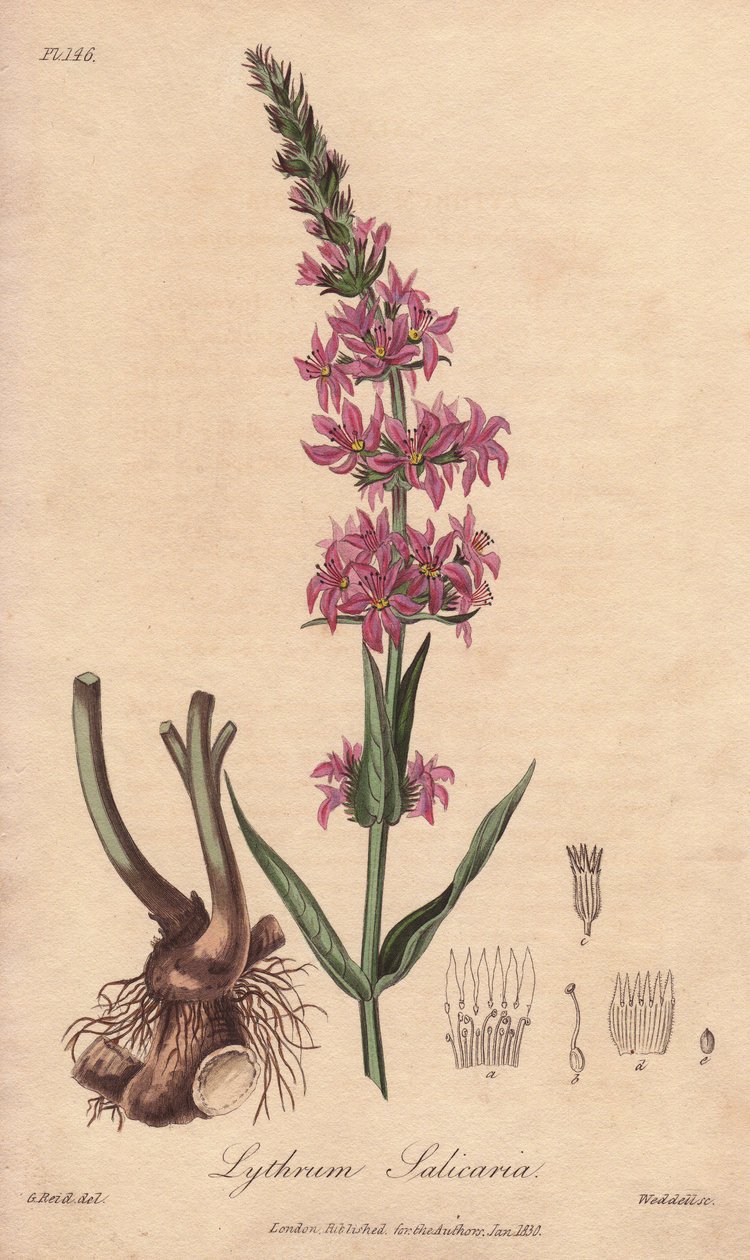 Loosestrife (Lythrum salicaria) - Starkt vatten av William Clarke för att illustrera "Medical Botanical, Description of the Medicinal Plants of London, Edinburgh and Dublin" av John Stephenson och James Morss Churchill, publicerad i London av John Churchil av Unbekannter Künstler