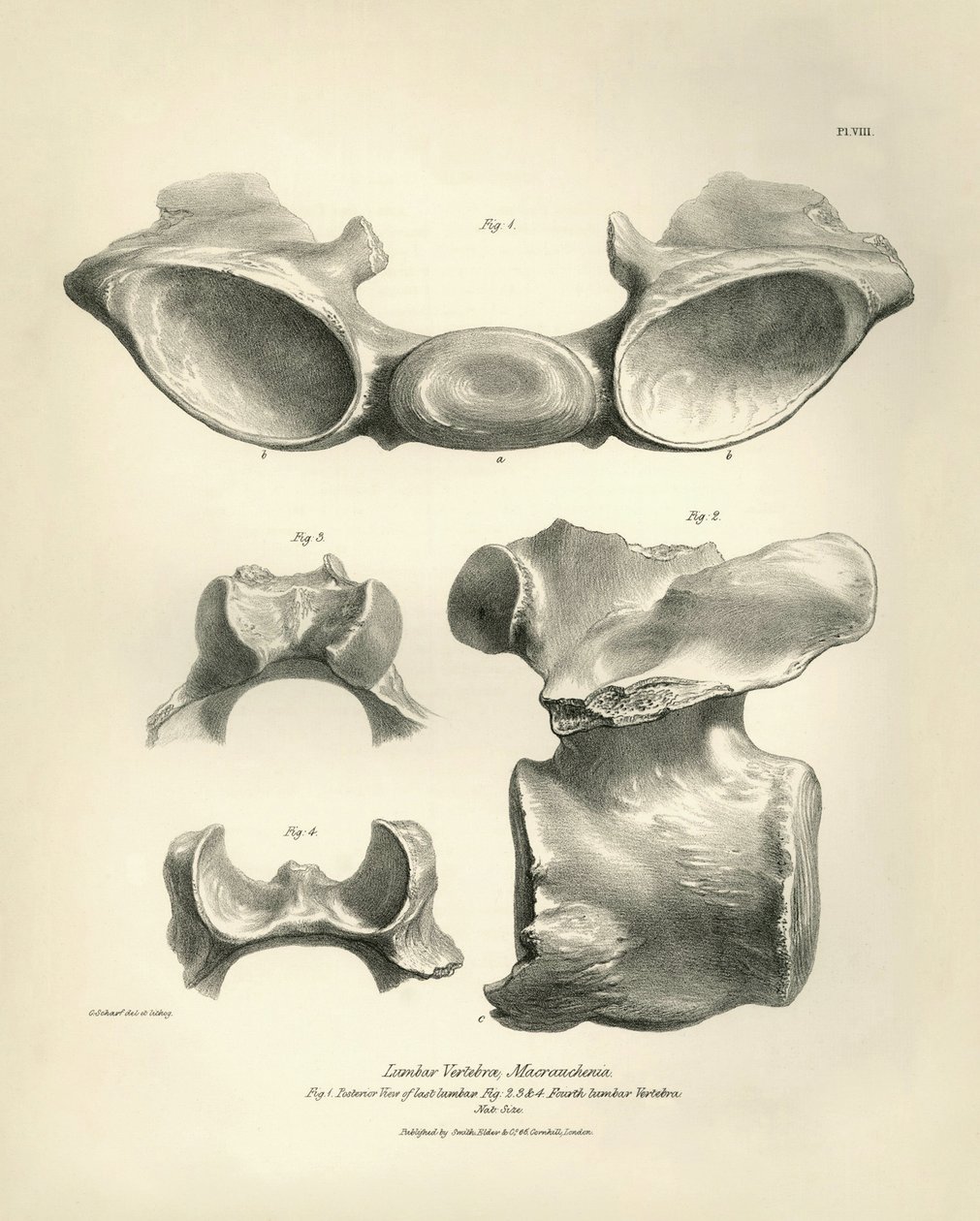 Ländkota från Macrauchenia, ett förhistoriskt djur som hittades av Charles Darwin under hans upptäcktsresa ombord på Beagle. The Zoology of the voyage of H.M.S. Beagle under befäl av kapten Fitzroy under åren 1832 till 1836, redigerad och översatt av av Unbekannter Künstler