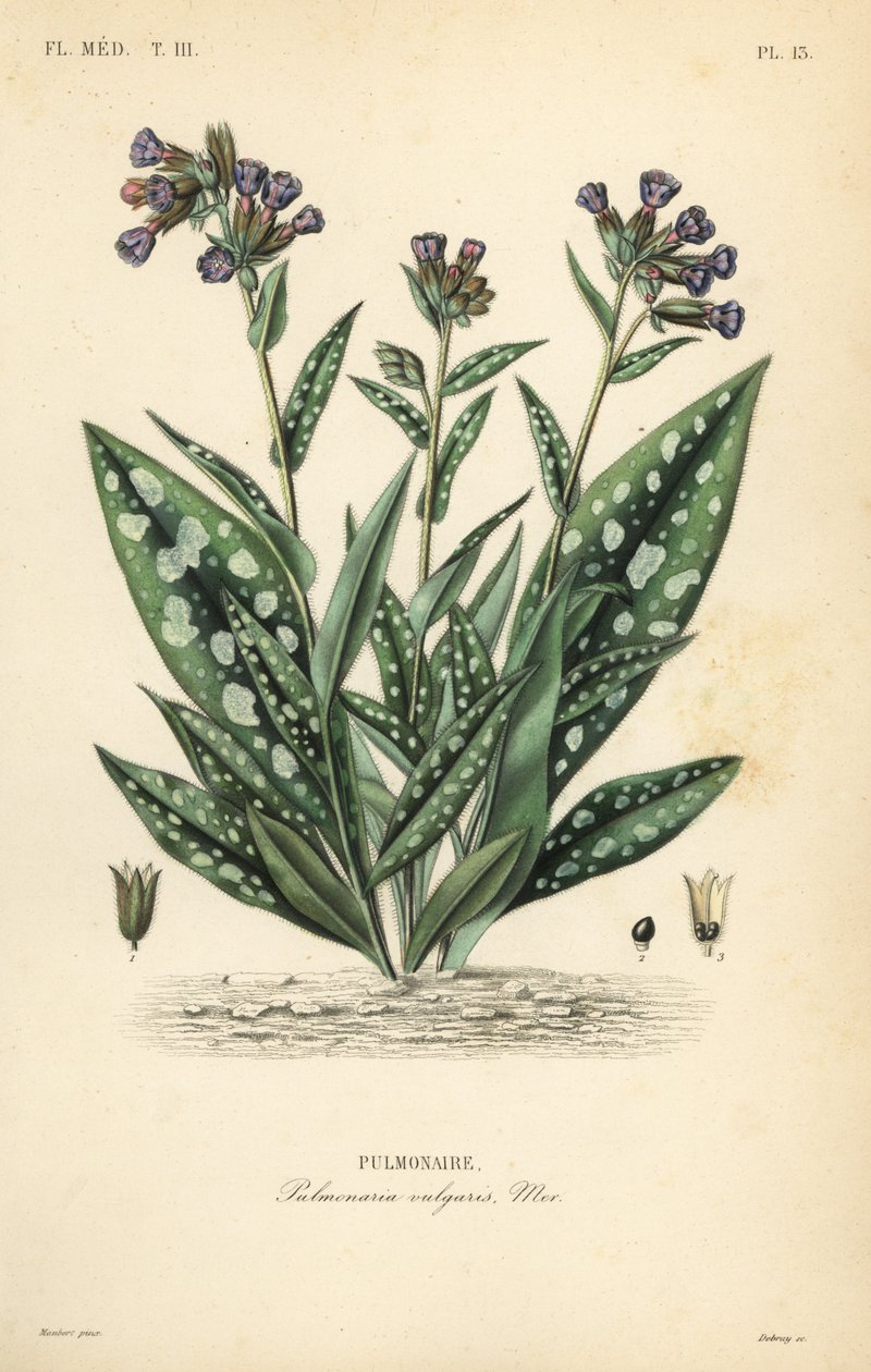 Lungört, Pulmonaria officinalis, Pulmonaria vulgaris, Pulmonaire av Unbekannt