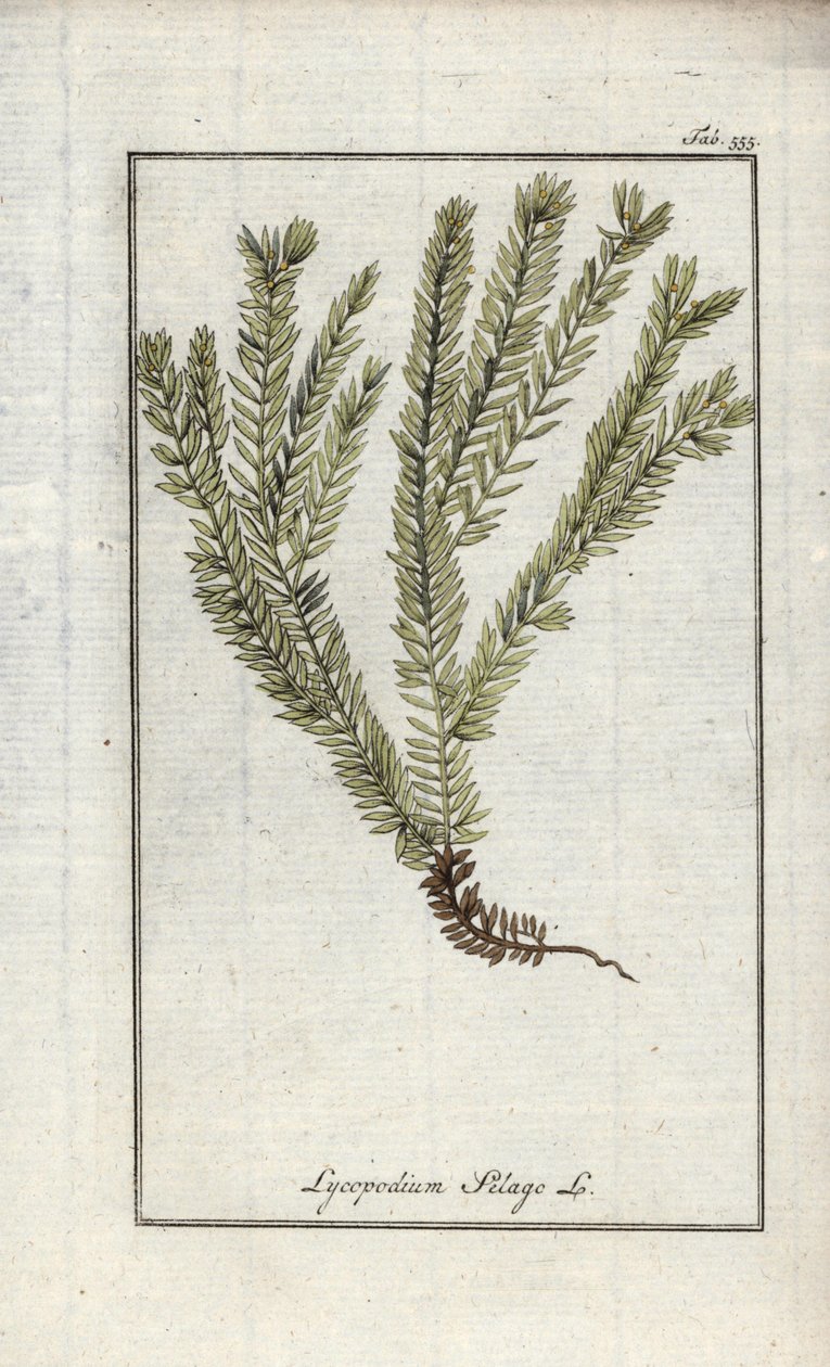 Lycopod i klubbor eller officinell lycopod (Lycopodium clavatum). Litografi från "Afbeelding der Artseny-Gewassen" av Johannes Zorn (1739-1799), Nederländerna av Unbekannter Künstler