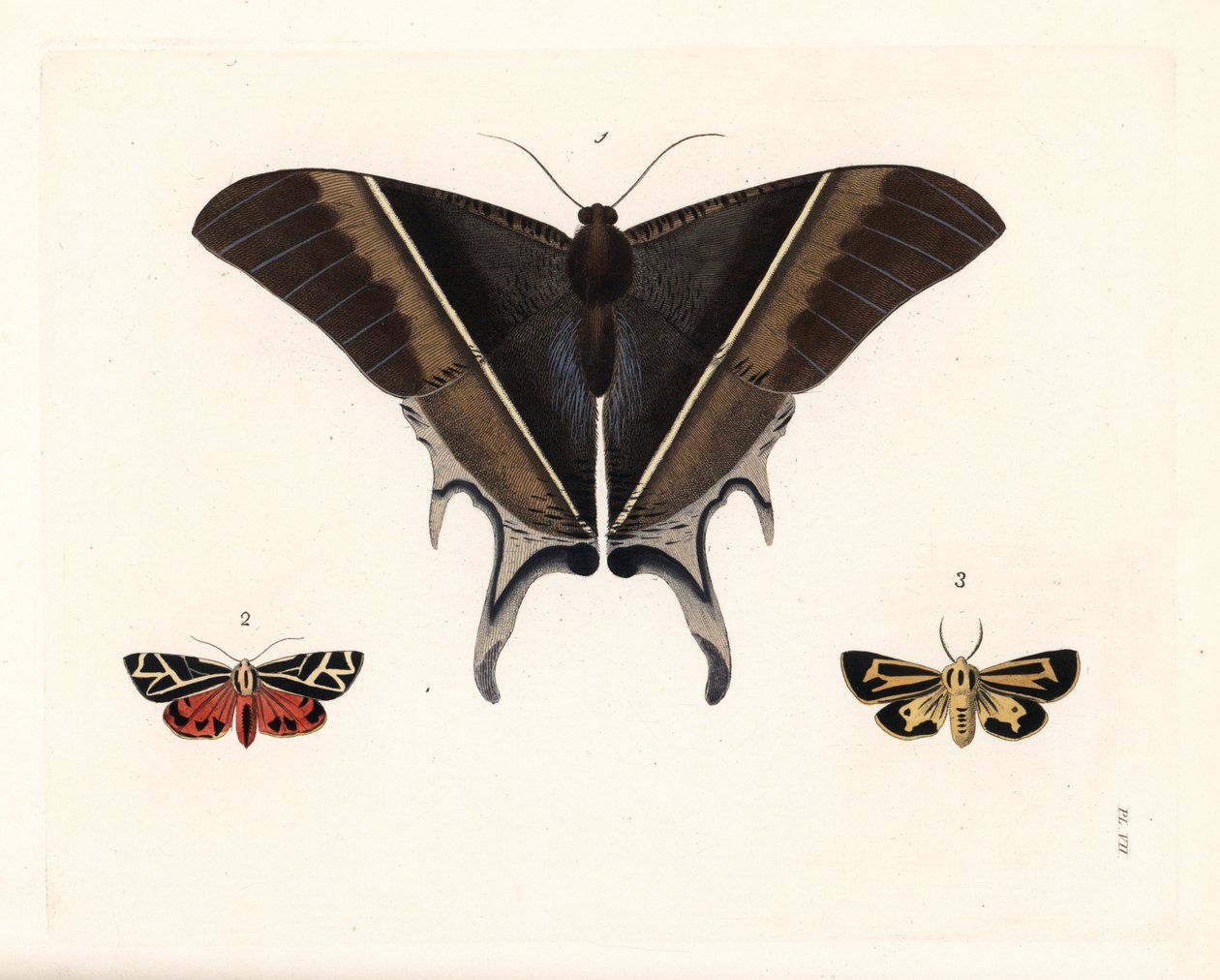 Macleans svärdmal, Lyssa macleayi 1, cinnobermal, Callimorpha phyllira 2, och Nais tigermal, Apantesis nais 3. Handkolorerad litografi från John O. Westwoods nya utgåva av Dru Drurys "Illustrations of Exotic Entomology", Bohn, London av Unbekannter Künstler