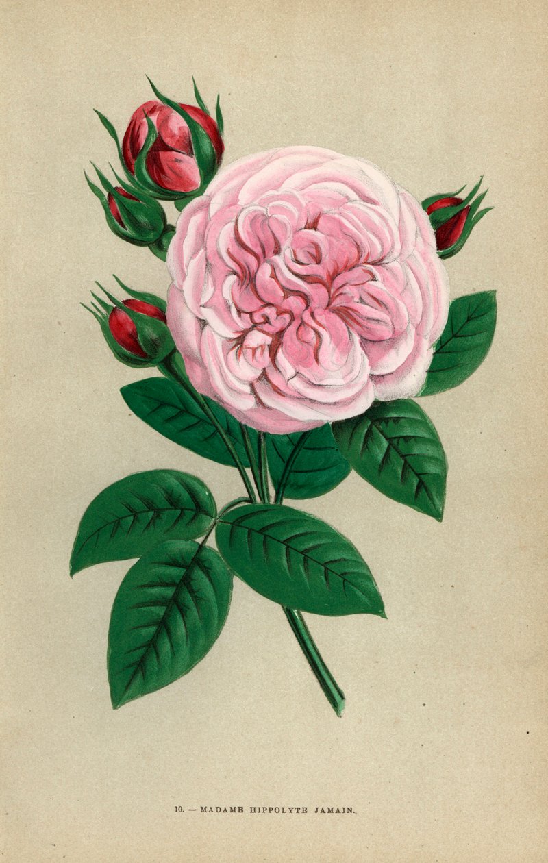 Madame Hippolyte Jamain-ros, hybrid odlad av Monsieur Garcon i Rouen 1871 och tillägnad författarnas fru. Kromolitografi ritad och litograferad efter naturen av F. Grobon från Hippolyte Jamain och Eugene Forney