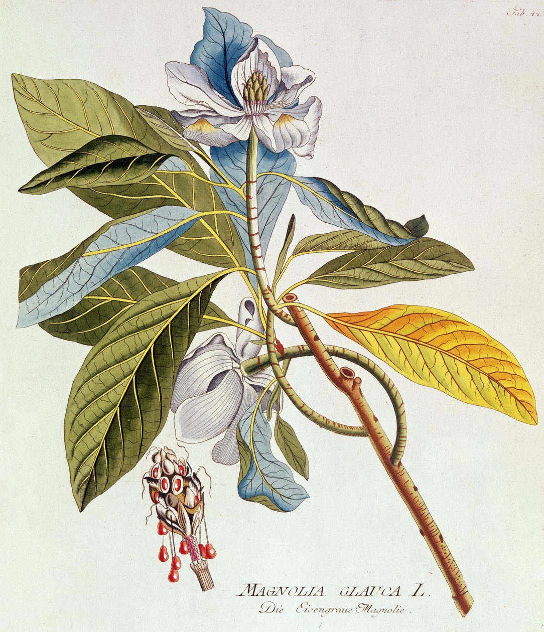 Magnolia Glauca, från "Icones Plantarium Medicinalium Secundim Sustema Lunani Digestarum", av Joseph Jakob Plenk, Wien, 1788-1812 av Unbekannt
