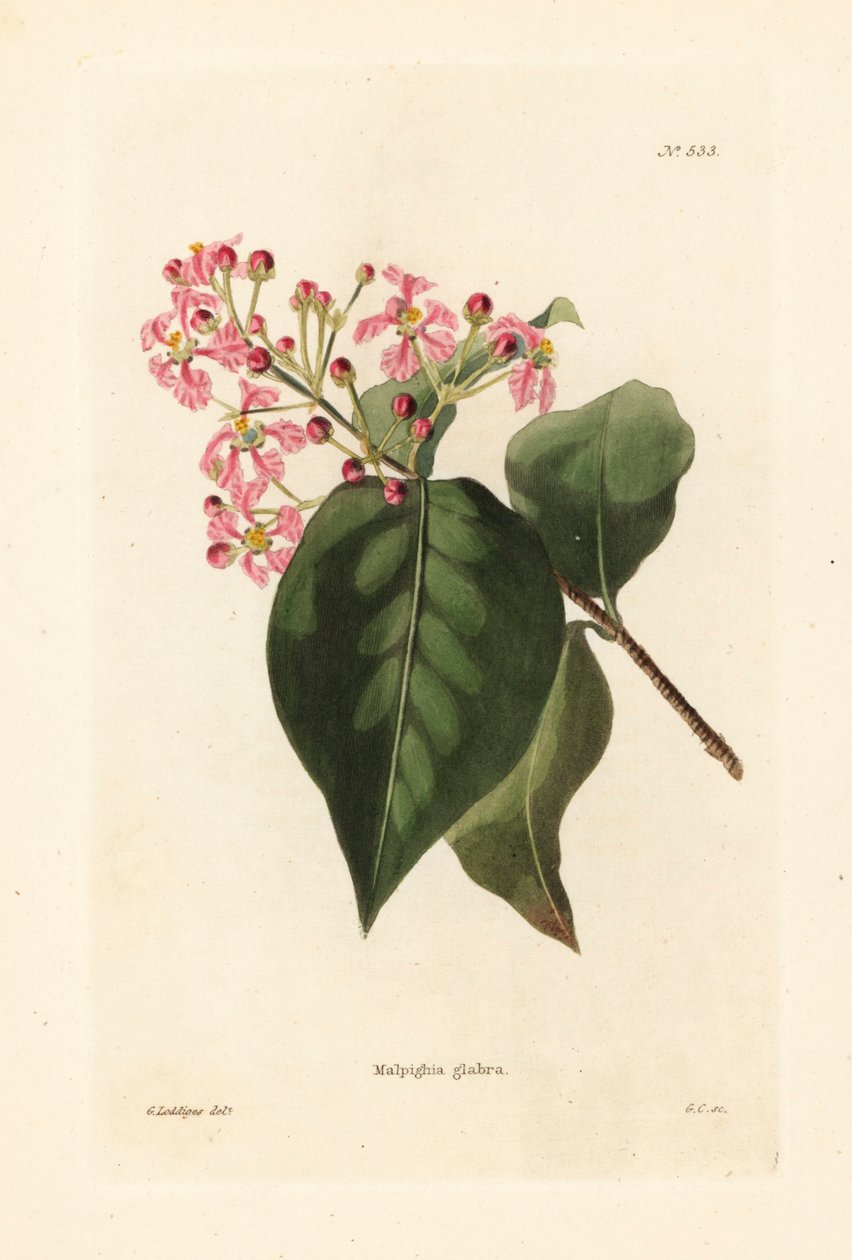 Malpighia glabra. Handkolorerat kopparstick av George Cooke efter en illustration av George Loddiges från Conrad Loddiges