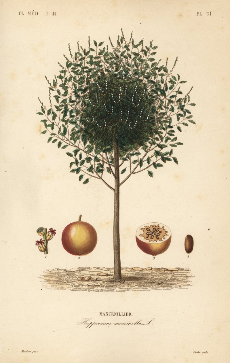 Manchionel ora Manchionel tree, Hippomane sötvatten, Mansunillir av Unbekannt