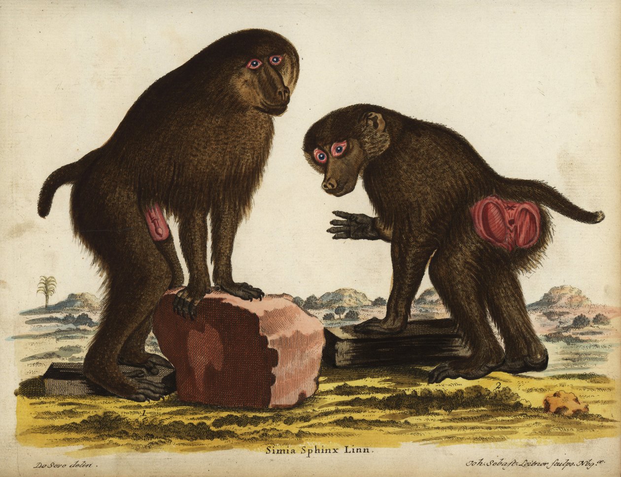 Mandrill till och med, Mandrillus sphinx. Sårbar, sårbar. Simia sphynx Linn. Handkolorerat kopparstick av Johann Sebastian Leitner efter en illustration av Jacques de Seve ur Johann Christian Daniel Schrebers Animal Illustrations after Nature, eller Schreb av Unbekannter Künstler