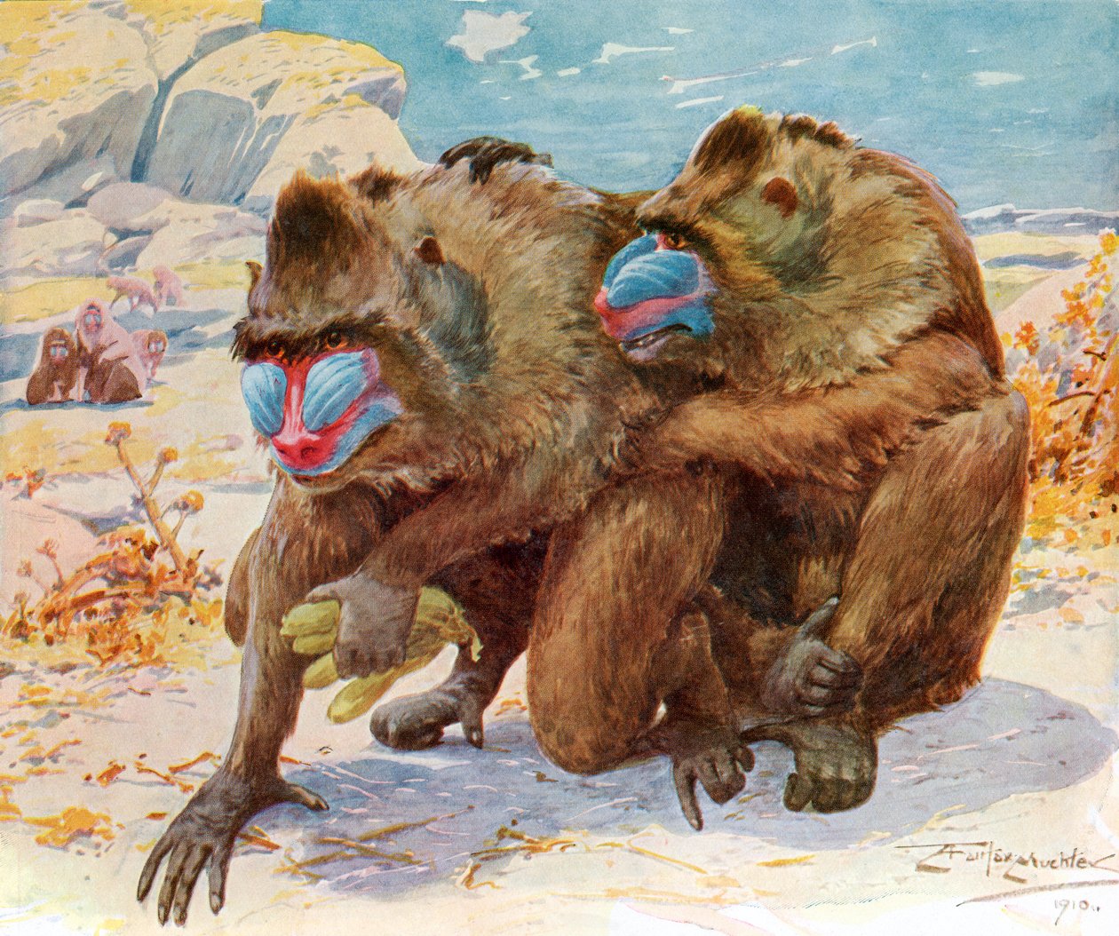 Mandrills. Från Bibby