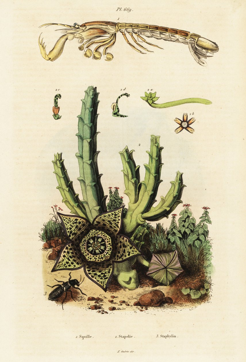 Mantisräkor, stjärnblomma och skalbagge., 1834-1839 (gravyr) av Unbekannter Künstler