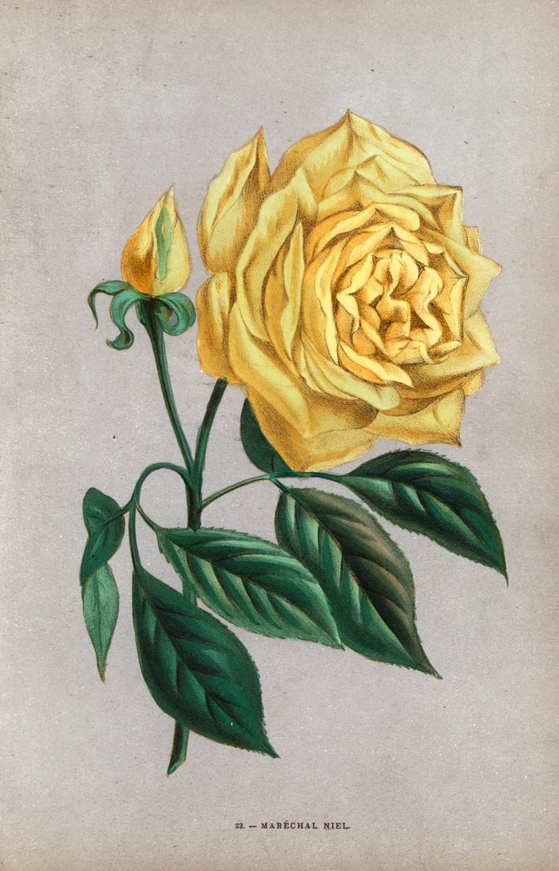 Marechal Niel-ros, gul variant av hasselnötsros som odlades i Montauban 1864. Kromolitografi ritad och litograferad efter naturen av F. Grobon från Hippolyte Jamain och Eugene Forney