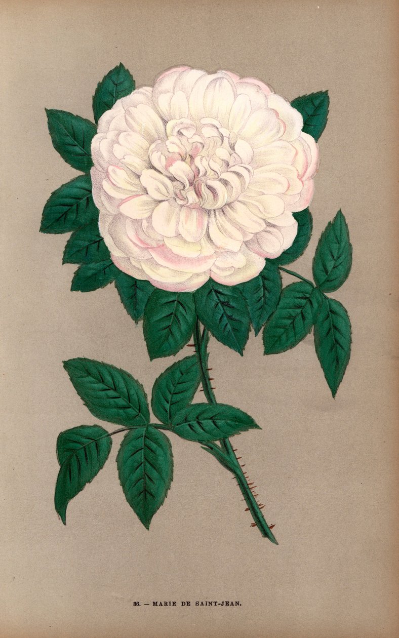 Marie de Saint-Jean-ros, en variant av Portland-ros, Rosa portlandica, som odlades av Monsieur Damaizin i Lyon 1869. Kromolitografi ritad och litograferad efter naturen av F. Grobon från Hippolyte Jamain och Eugene Forney