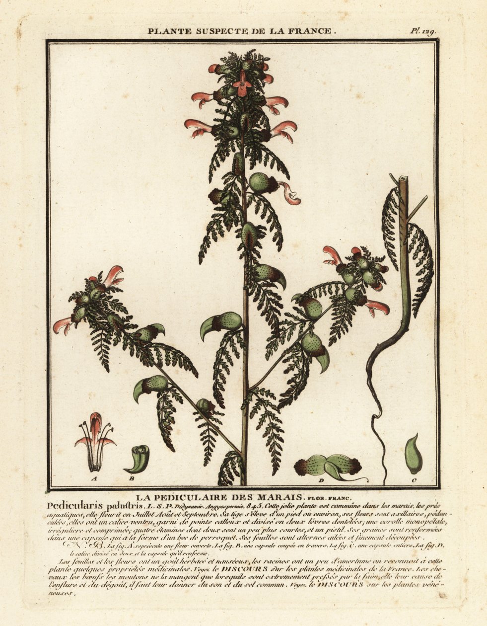 Kärrlusört, Pedicularis palustris. av Unbekannter Künstler
