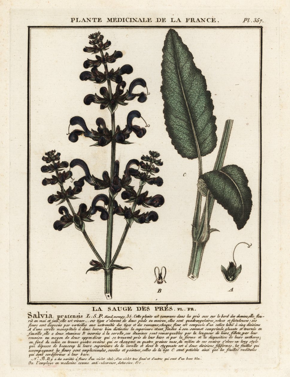 Ängsklar, Salvia pratensis. av Unbekannter Künstler