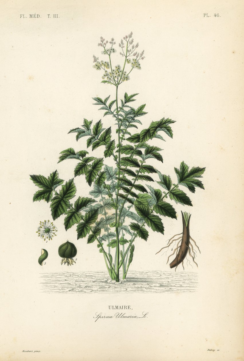 Ängssöt eller mjödvört, Filipendula ulmaria, Spiraea ulmaria, Ulmaire av Unbekannt