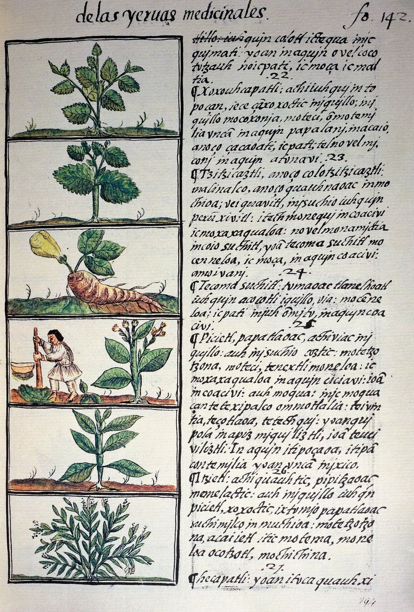 Medicinalväxter, text på Nahuati, från faksimil av manuskriptet General History of Things of New Spain, även känd som Florentine Codex, av Bernardino de Sahagun av Benjamin Baud