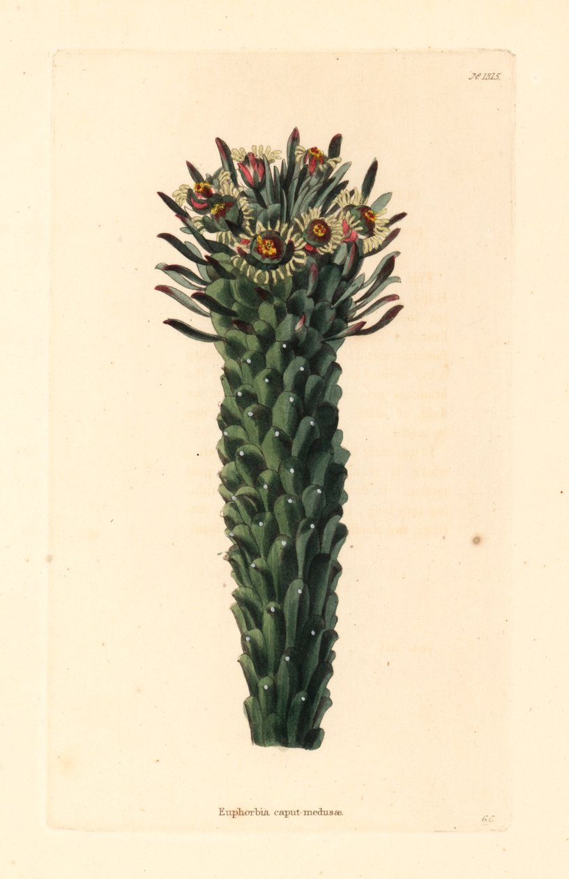 Medusas huvud, Euphorbia caput-medusae. Handkolorerat kopparstick av George Cooke från Conrad Loddiges botaniska kabinett, Hackney av Unbekannter Künstler