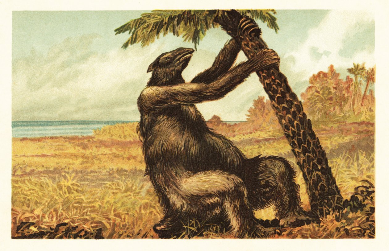 Megatherium americanum drar på en palm.1908 (litografi) av Unbekannter Künstler