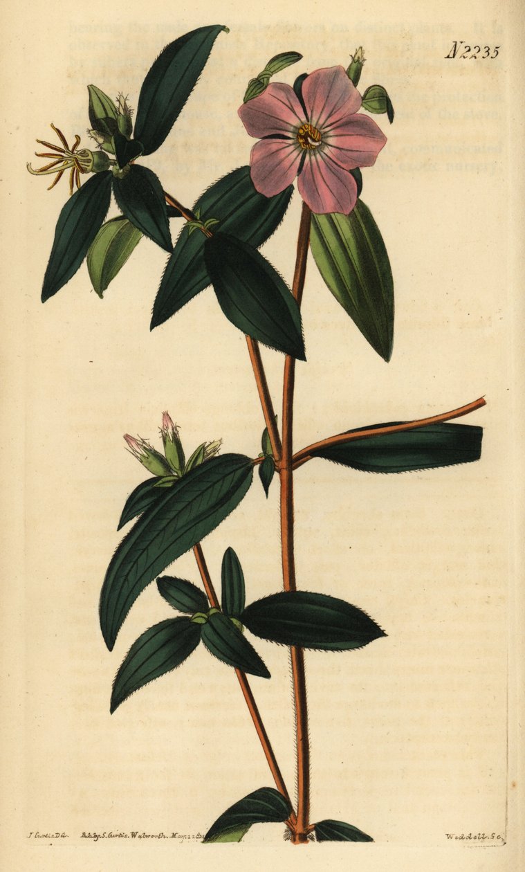 Melastoma osbeckioides. Handkolorerat kopparstick av Weddell efter en illustration av John Curtis från Samuel Curtis