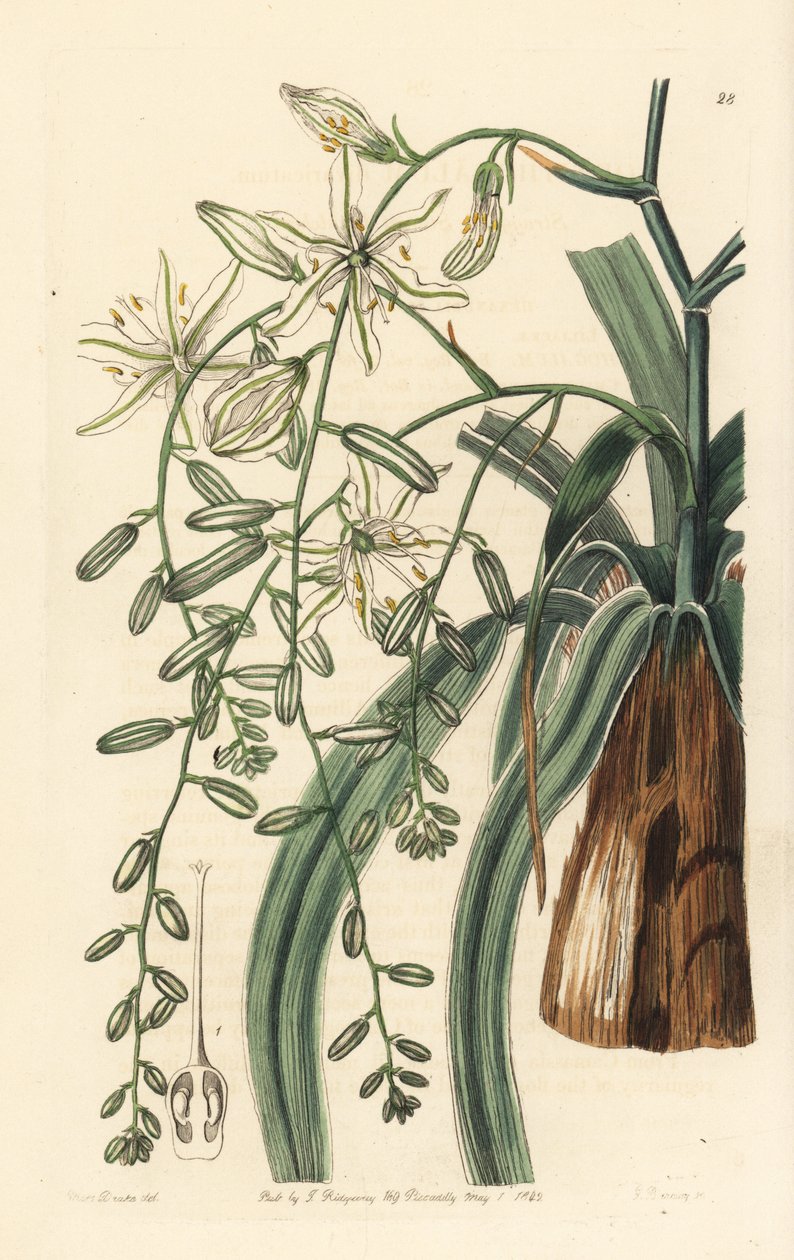 Mexikansk tvålört - Vågbladig tvålört, Chlorogalum pomeridianum var. divaricatum (Betlehemsstjärna, Ornithogalum divaricatum). Handkolorerat kopparstick av George Barclay efter en illustration av Miss Sarah Drake från Edwards