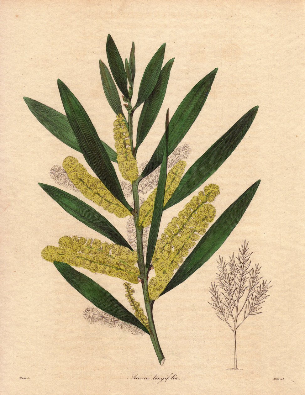 Mimosas larv (Acacia longifolia), buske med ihållande bladverk, upp till 3 till 6 meter hög, med blomställning i långa, citrongula epis, mycket väldoftande. Växten kommer ursprungligen från Nya Holland (Australien) och introducerades i Storbritannien 1792. av Unbekannter Künstler