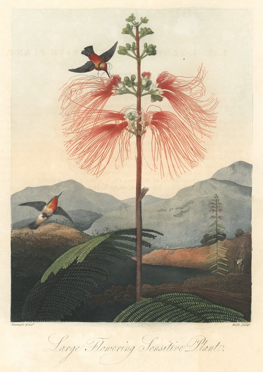 Mind eller känslig mimosa, med kolibrier Starkt vatten, extraherat från The Temple of Flora, av Dr. Robert Thornton (1768-1837) av Unbekannter Künstler