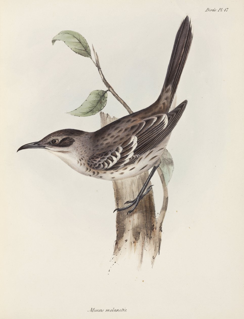 Mockingbird, Galapagosöarna, ca 1832-1836 av Unbekannter Künstler