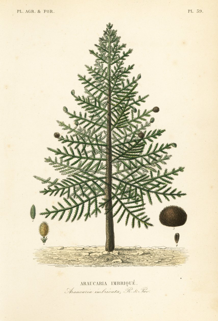 Appusselträd eller chilensk tall, Araucaria araucana, Araucaria imbricata, Araucaria imbrique av Unbekannt