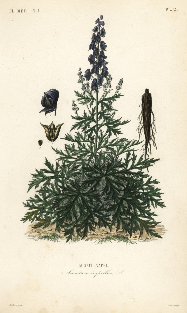 Munkhuva, akonit eller vargbana, Aconitum napellus, Aconit napel av Unbekannt