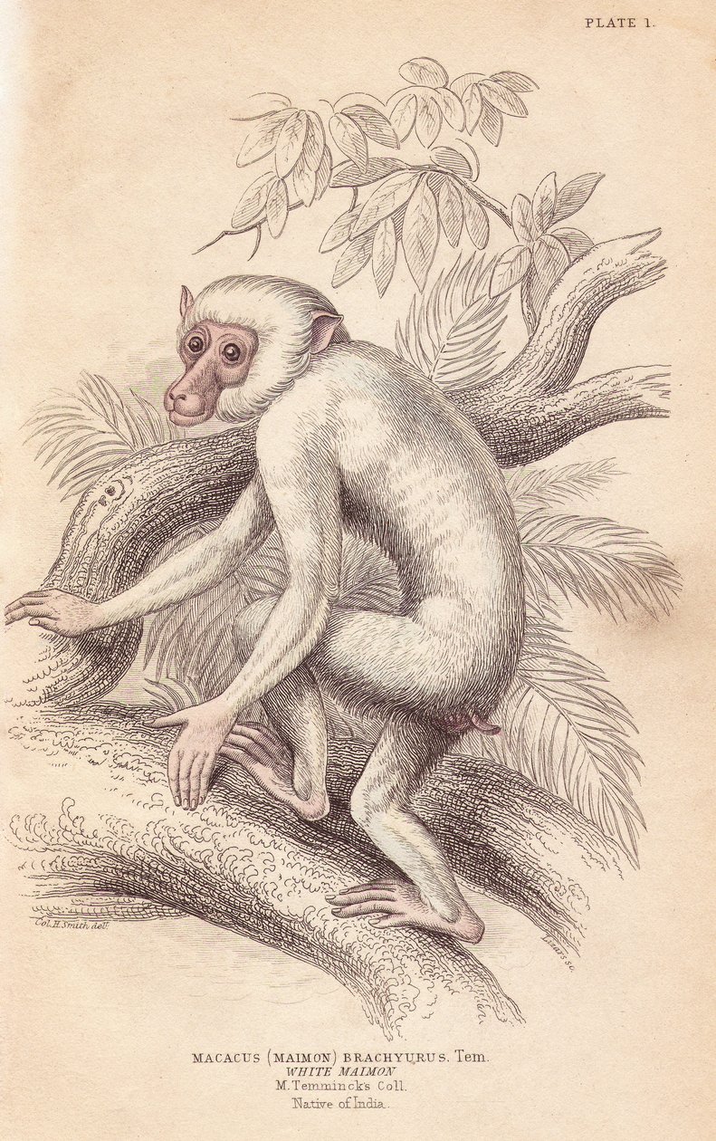Morakmakak, Macaca maura (Macacus maimon brachyurus). Vit maimon, troligen en ung albino. Handkolorerad stålgravyr av Lizars efter en illustration av Charles Hamilton Smith från William Jardine