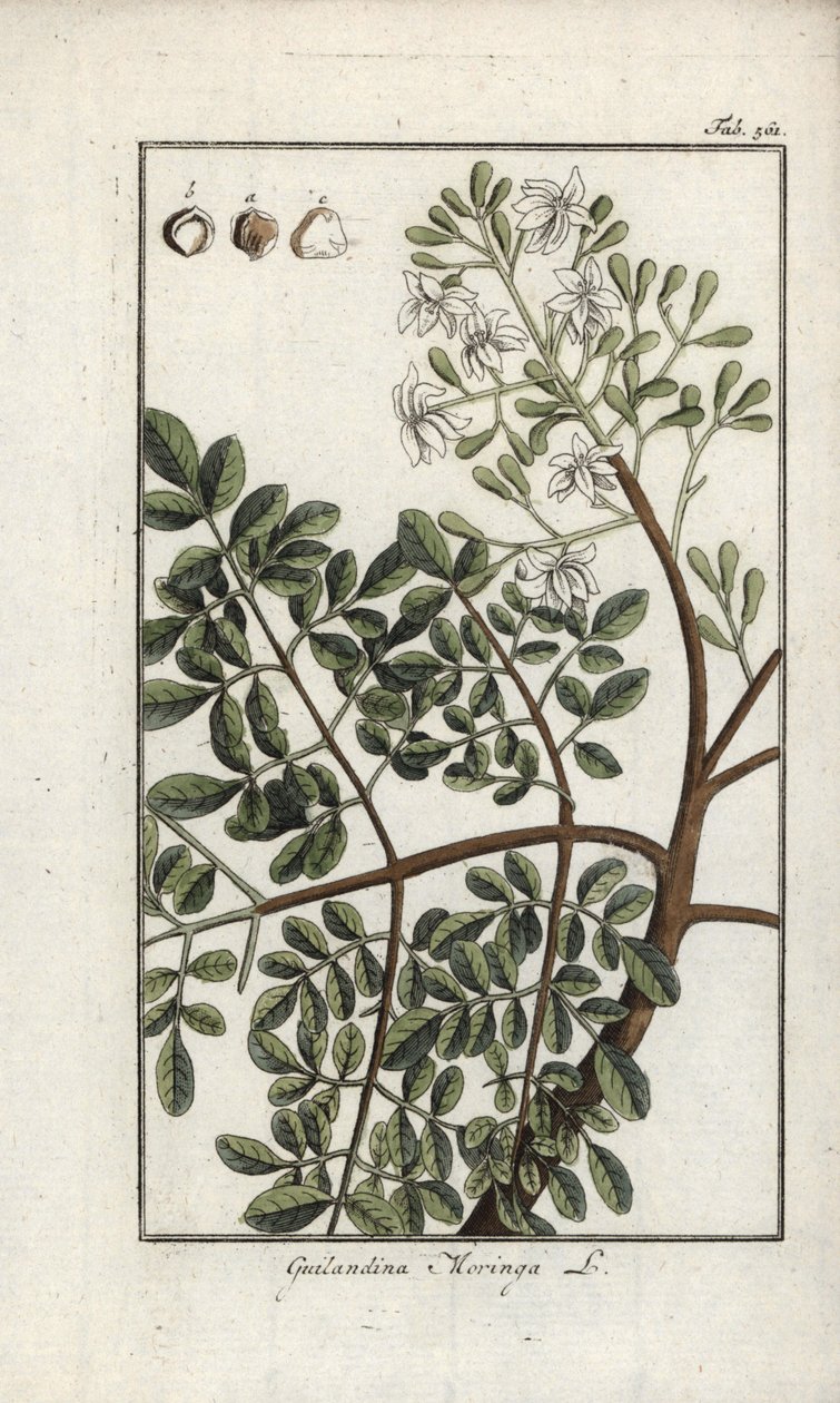 Moringa (Moringa oleifera). Litografi från "Afbeelding der Artseny-Gewassen" av Johannes Zorn (1739-1799), Nederländerna av Unbekannter Künstler