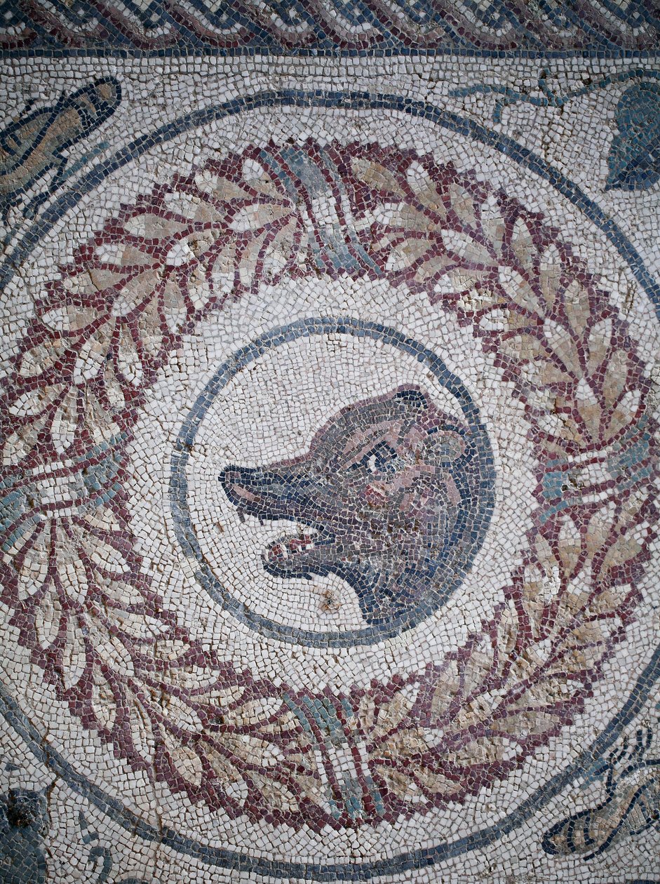 Mosaik av peristylen. Detalj som representerar en björns huvud. 3:e - 4:e århundradet. Romersk villa i Casale, Sicilien. UNESCO webbplats. av William M. Timlin
