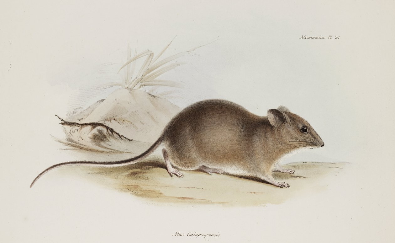 Mus, Galapagosöarna, ca 1832-1836 av Unbekannter Künstler