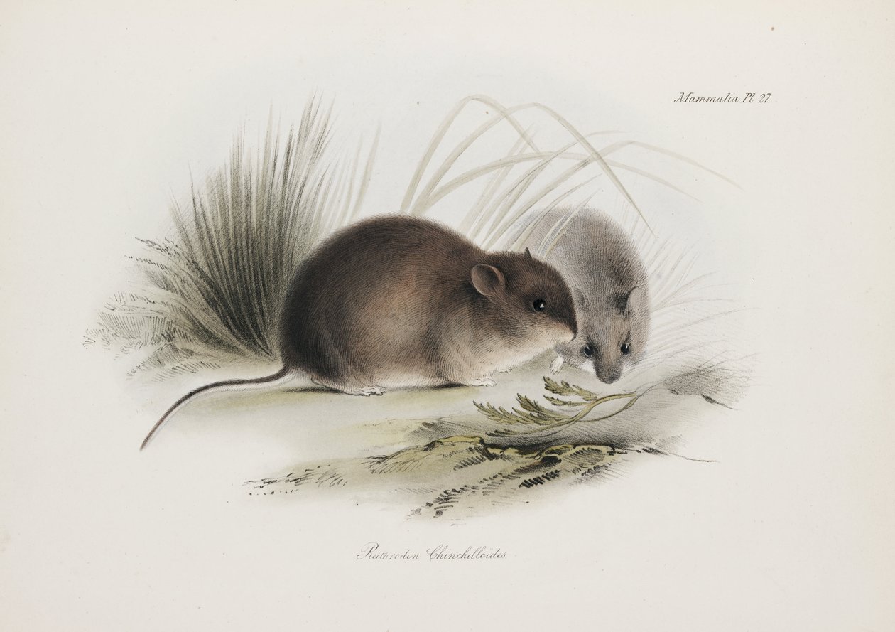 Mus, Tierra del Fuego, Sydamerika, c 1832-1836 av Unbekannter Künstler