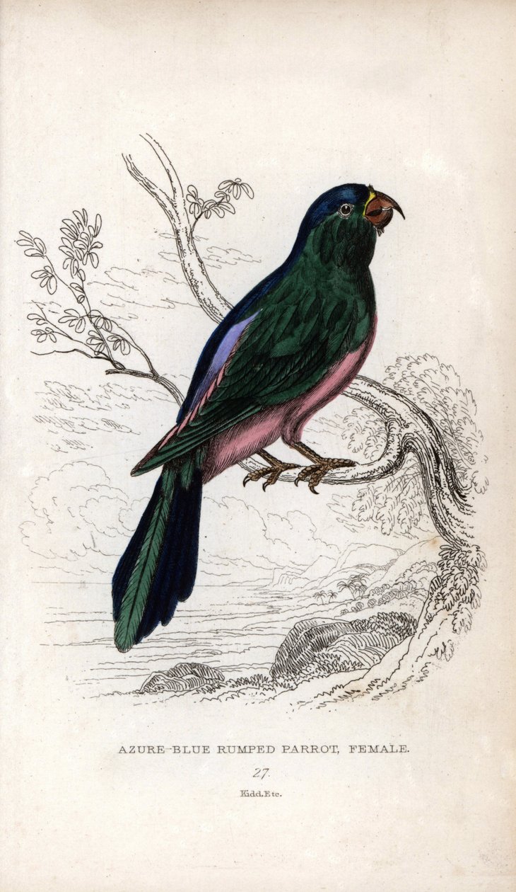 Mullers parakit, Tanygnathus sumatranus. Psittacus cyanopygius (hona). Litografi av Joseph Kidd, baserad på en teckning av John Audubon, i Miscellany of Natural History: Parrots, Sir Thomas DiK Lauder and Captain Thomas Brown, utgiven i Edinburgh, Sco av Unbekannter Künstler