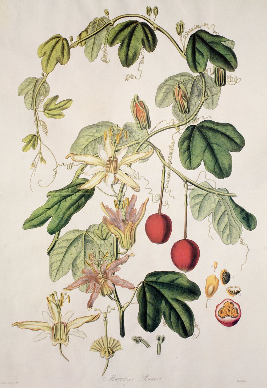 Murucuja baueri/Passionsblomma/Passionsblomma/Passionsblomma av Unbekannt