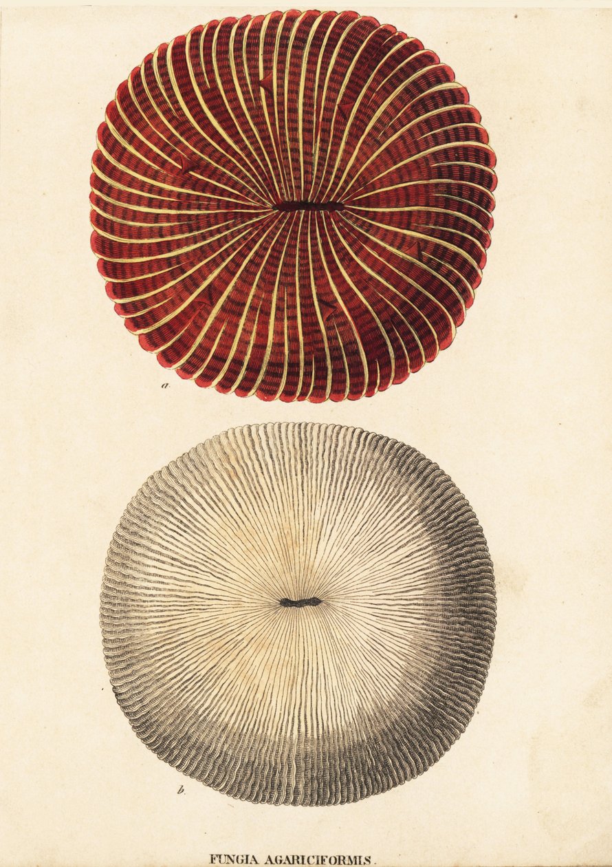 Svampkorall, Fungia fungites (Fungia agariciformis). Handkolorerad stålgravyr från Georg Friedrich Treitschkes naturhistoriska galleri, Naturhistorischer Bildersaal des Thierreiches, Liepzig-1842. av Unbekannter Künstler