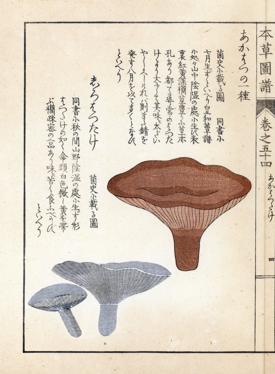 Svampar: akahatsu lacatire och vit shirohatsudake - japanskt tryck av Kanen Iwasaki (1786-1842), från Honzo Zufu, illustrativ guide till medicinalväxter av Unbekannter Künstler