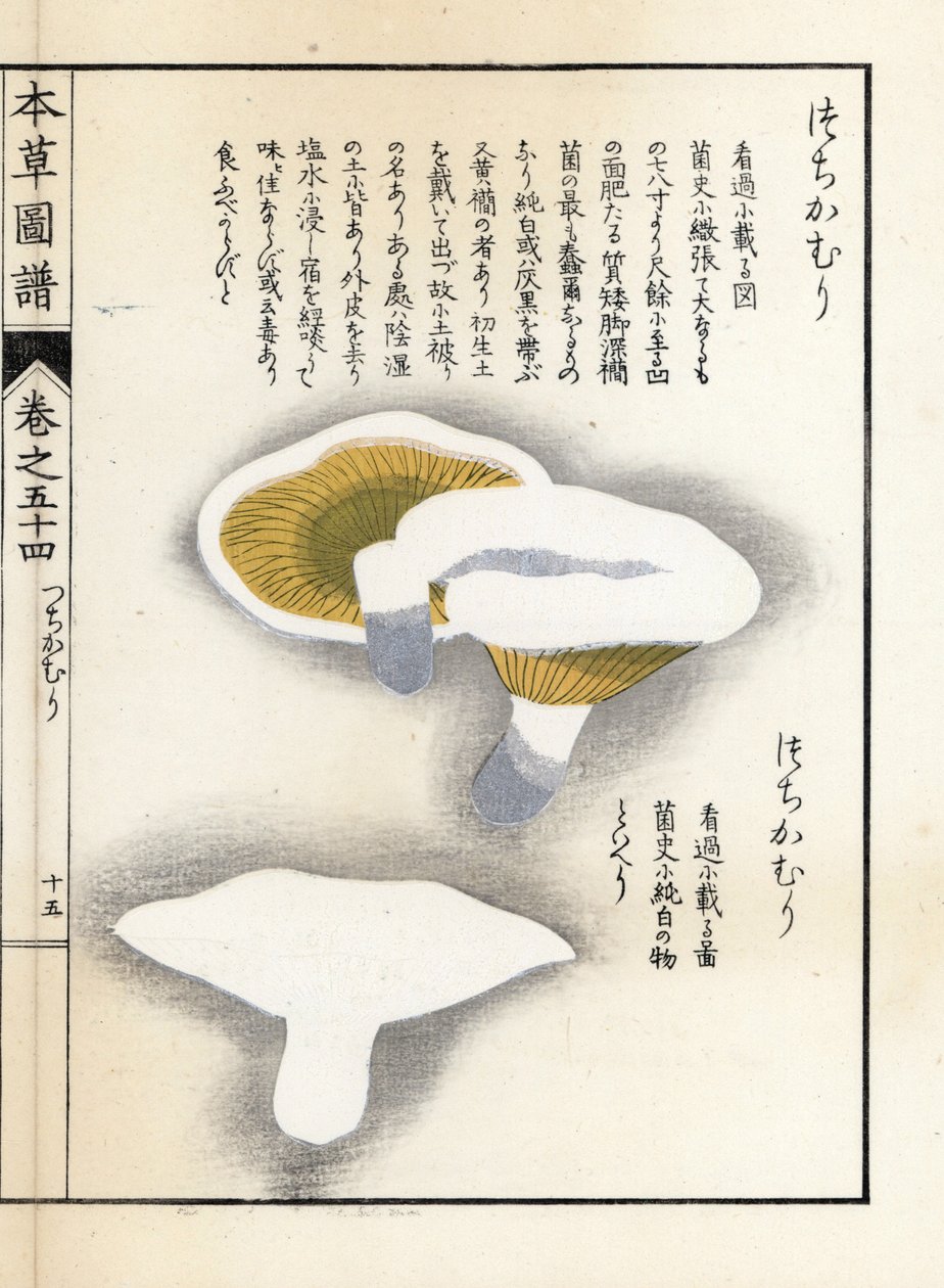 Svampar: mjölkpeppar - japanskt tryck av Kanen Iwasaki (1786-1842), från Honzo Zufu, illustrativ guide till medicinalväxter av Unbekannter Künstler