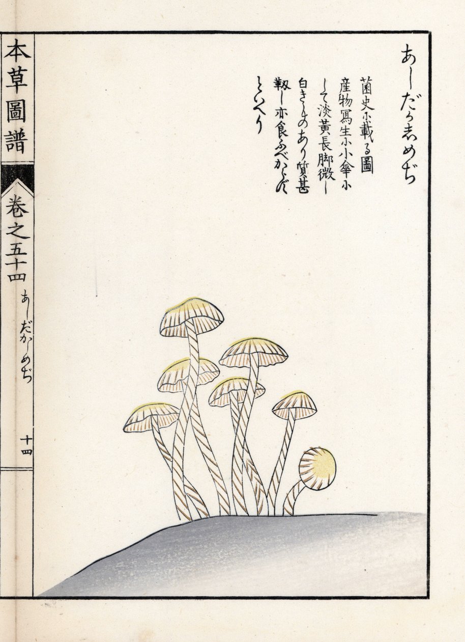 Svampar: shimeji ashitaka - japanskt tryck av Kanen Iwasaki (1786-1842), från Honzo Zufu, illustrativ guide till medicinalväxter av Unbekannter Künstler