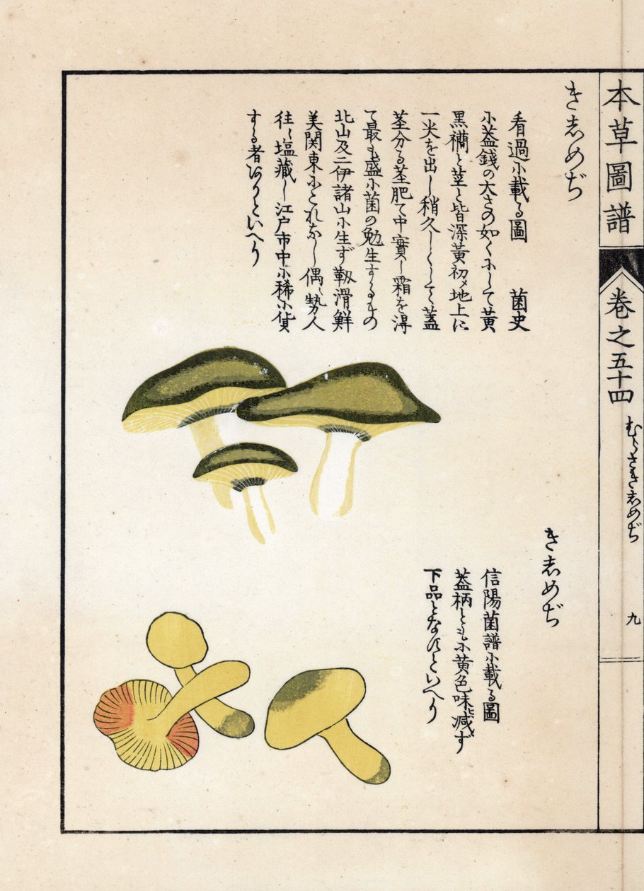Svampar: olika sorters ridande tricholomer eller riddare (eller gula) - japanskt tryck av Kanen Iwasaki (1786-1842), från Honzo Zufu, illustrativ guide till medicinalväxter av Unbekannter Künstler
