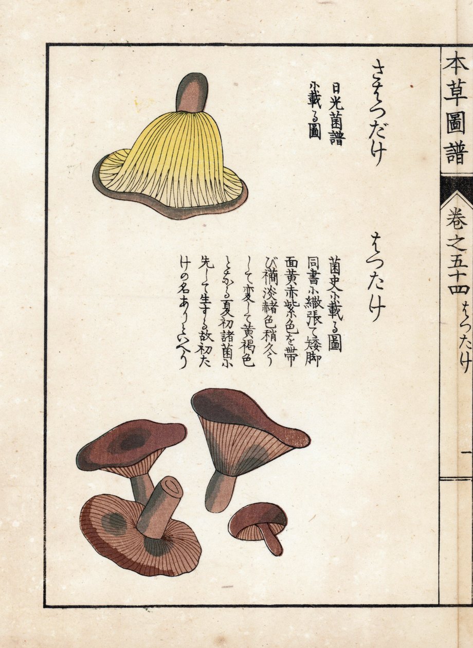 Svampar: olika sorters mjölkprekocer (ätbara) - japanskt tryck av Kanen Iwasaki (1786-1842), från Honzo Zufu, illustrativ guide till medicinalväxter av Unbekannter Künstler
