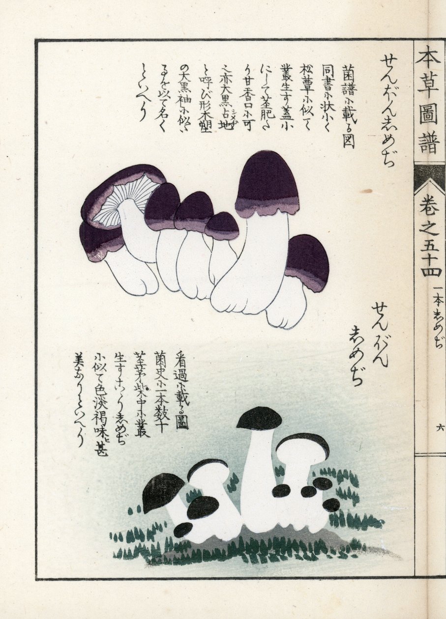 Svampar: olika sorters shimeji (ätliga) - japanskt tryck av Kanen Iwasaki (1786-1842), från Honzo Zufu, illustrativ guide till medicinalväxter av Unbekannter Künstler