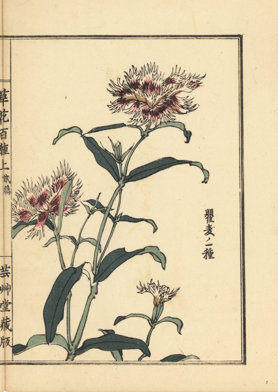 Nadeshiko eller fransig rosa, Dianthus monspessulanus. Handkolorerat träsnitt av Kono Bairei från Kusa Bana Hyakushu (One Hundred Varieties of Flowers), Tokyo, Yamada av Unbekannter Künstler