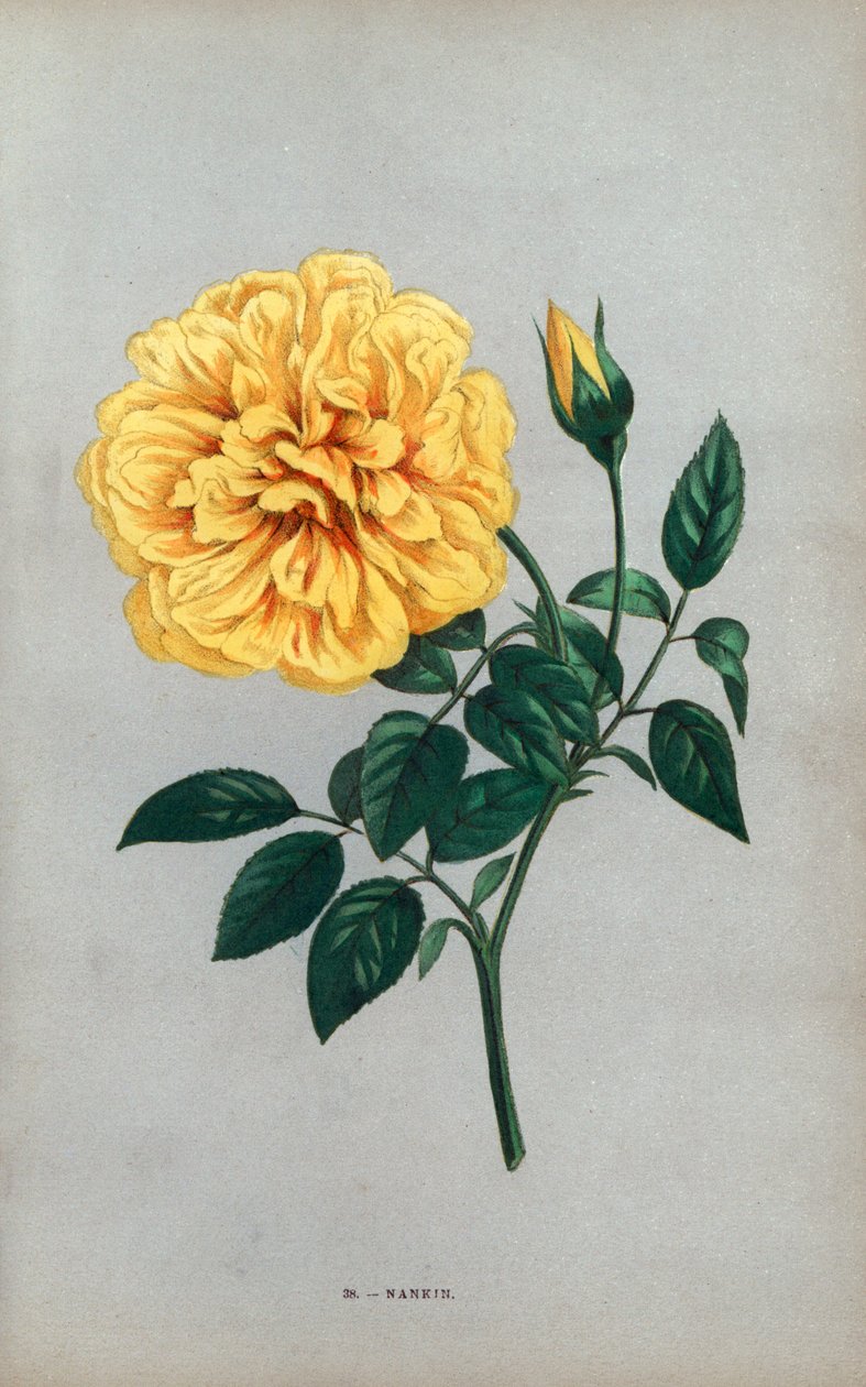 Nanjing-ros, gul variant av den te-ros som Monsieur Ducher odlade i Lyon 1871. Kromolitografi ritad och litograferad efter naturen av F. Grobon från Hippolyte Jamain och Eugene Forney