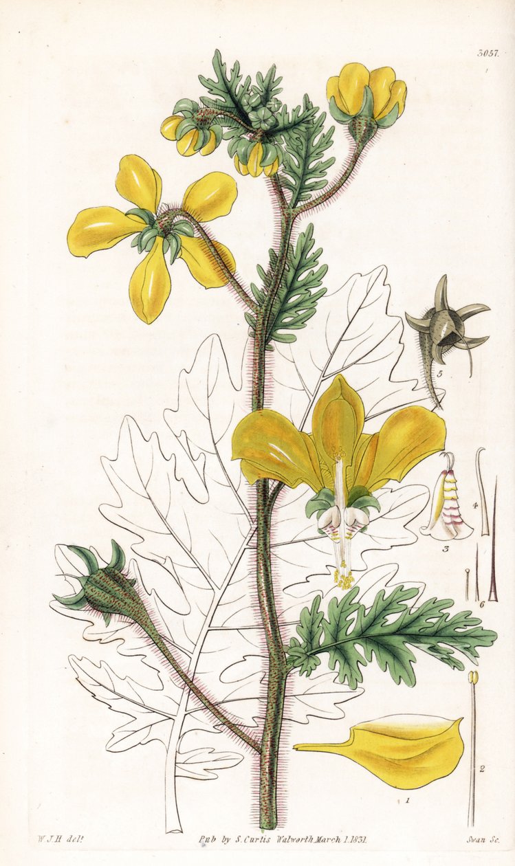Nasa urens (Hispid loasa, Loasa hispida). Handkolorerat kopparstick av Swan efter en illustration av William Jackson Hooker från Samuel Curtis