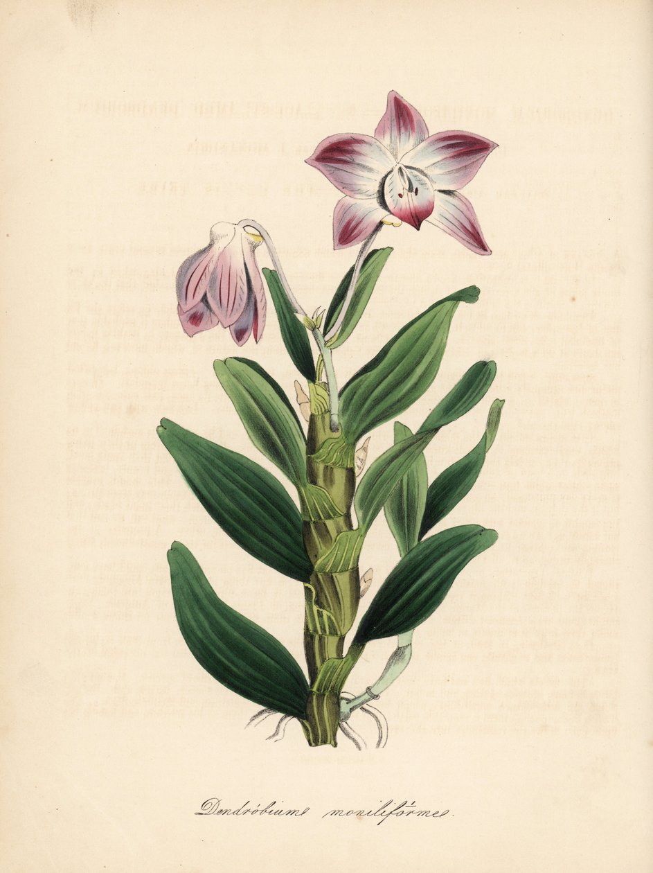 Dendrobium moniliforme, orkidé med halsbandsstjälk eller sekikoku-orkidé. Handkolorerad zinkograf av C. Chabot tecknad av Miss M. A. Burnett från hennes "Plantae Utiliores: or Illustrations of Useful Plants," Whittaker, London av Unbekannter Künstler