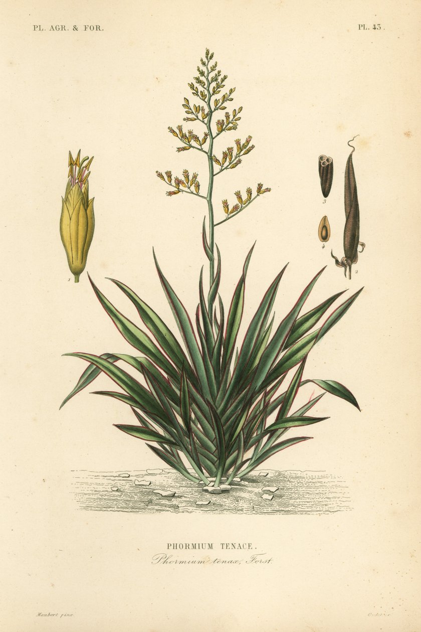 Nyzeeländsk lin eller harekeke, Phormium tenax, Phormium tenax av Unbekannt