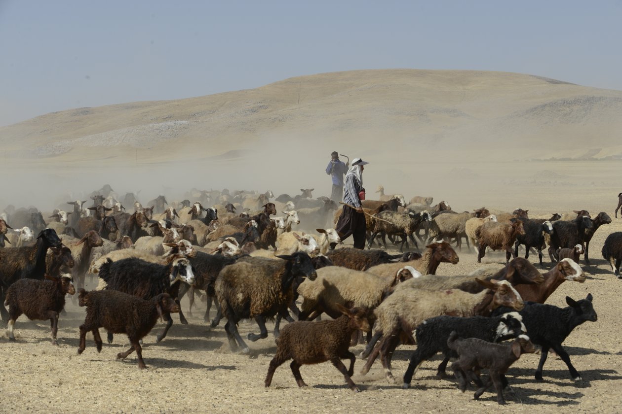 Nomadtält mellan Tamar och Ashkhaneh, Iran 2022 (fotografi) av Unbekannter Künstler