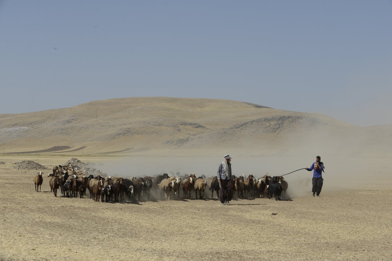 Nomadtält mellan Tamar och Ashkhaneh, Iran 2022 (fotografi) av Unbekannter Künstler