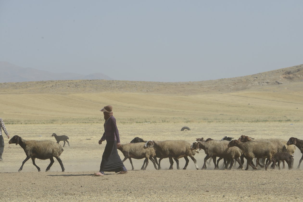Nomadtält mellan Tamar och Ashkhaneh, Iran 2022 (fotografi) av Unbekannter Künstler